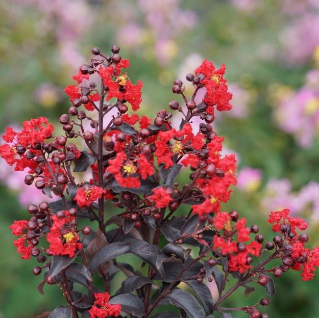 Picture of Lagerstroemia indica Center Stage® Red PP32515 #3PW