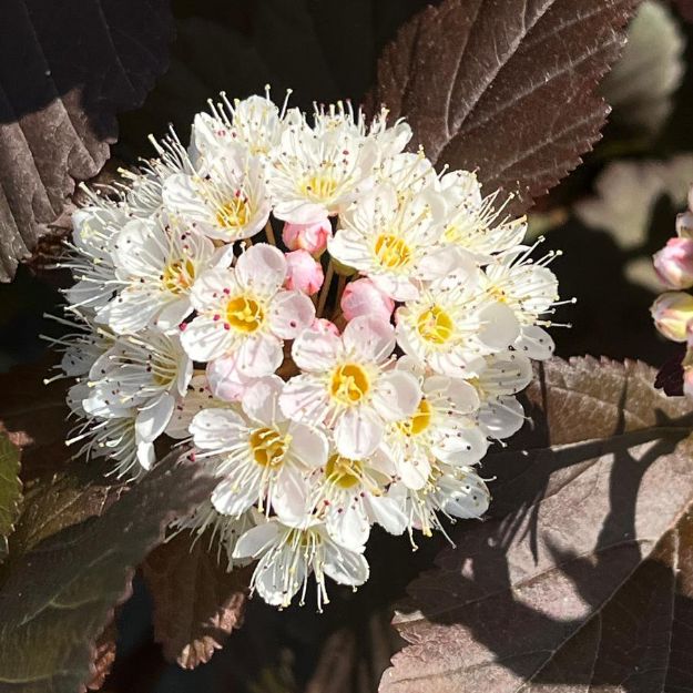 Picture of Physocarpus opulifolius Ginger Wine® PP28695 #3PW