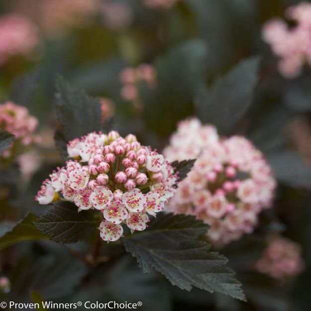 Picture of Physocarpus opulifolius Summer Wine® PP14821 #3PW