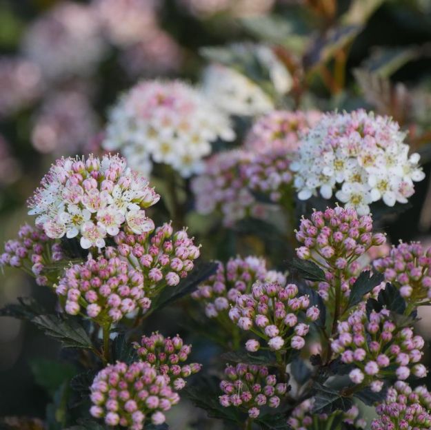 Picture of Physocarpus opulifolius Tiny Wine® PP26749 #3PW