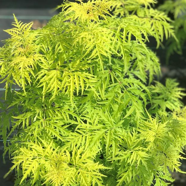 Picture of Sambucus racemosa Lemony Lace® PP26613 #3PW