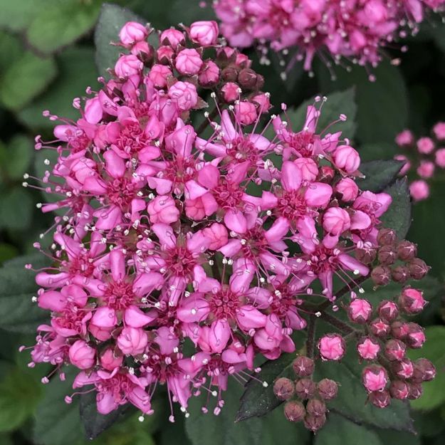 Picture of Spiraea japonica Poprocks® Petite PP28508 #3BE