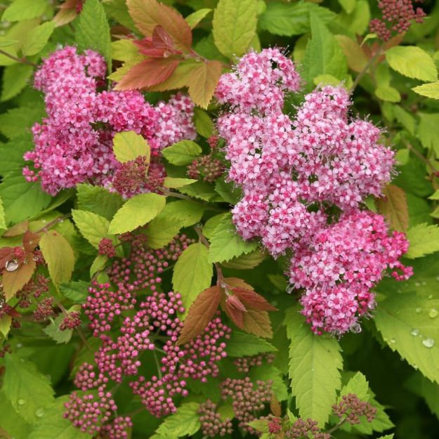 Picture of Spiraea x Double Play Big Bang® PP21588 #3PW