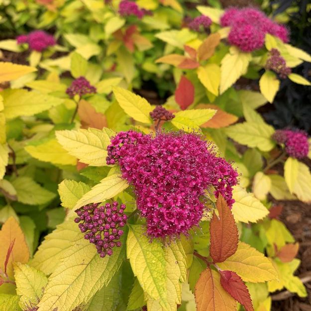 Picture of Spiraea japonica Double Play® Candy Corn® PP28313#3PW