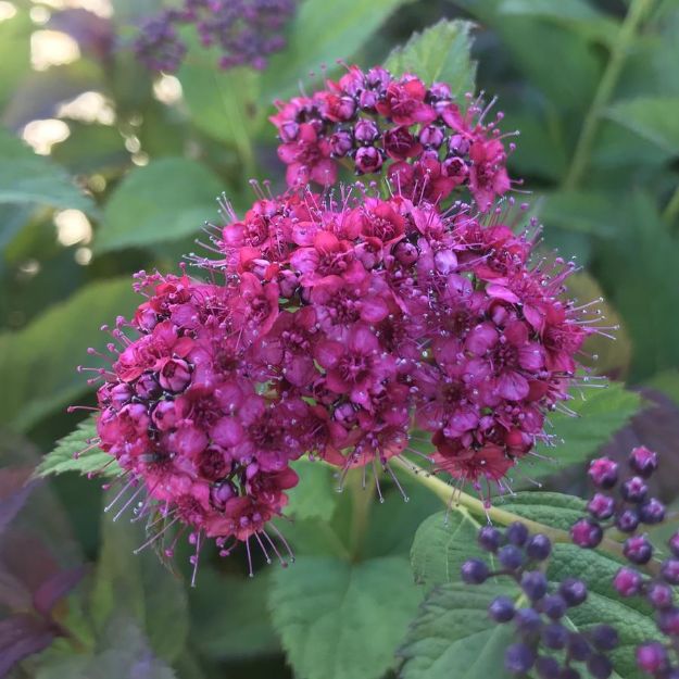 Picture of Spiraea x Double Play Doozie® PP30953 #3PW