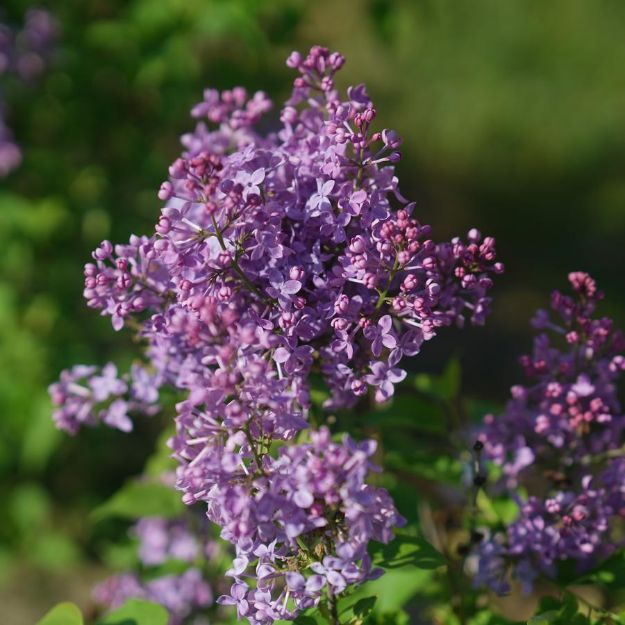 Picture of Syringa x hyacinthiflora Scentara Pura® PP31119 #3PW