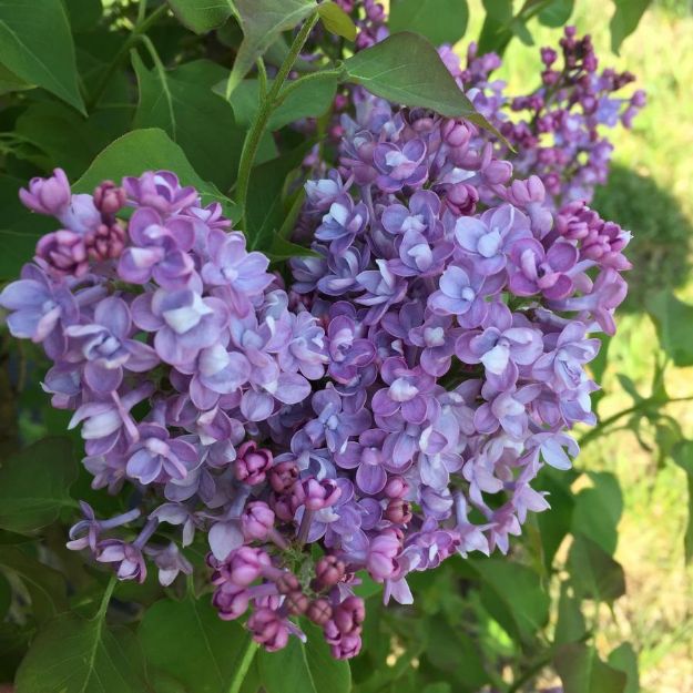 Picture of Syringa x hyacinthiflora Scentara® Double Blue PP29801 #3PW