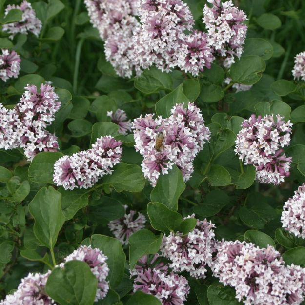 Picture of Syringa x Baby Kim® PP32969 #3PW