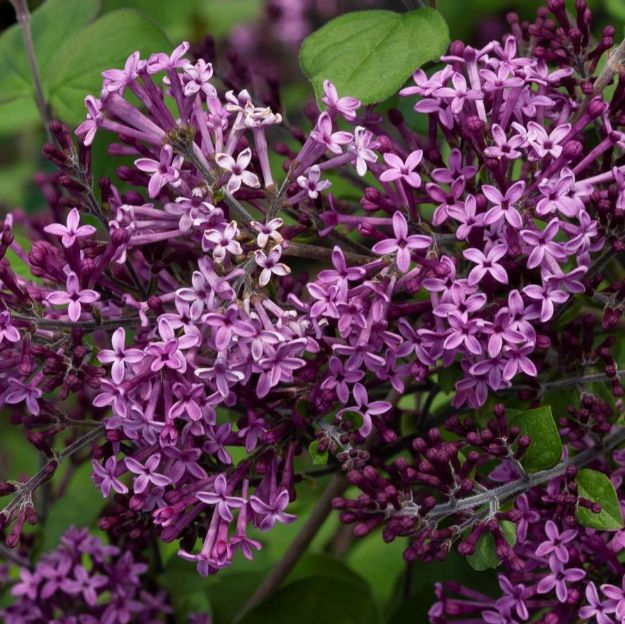 Picture of Syringa x Bloomerang® Dark Purple PP26549 #3PW
