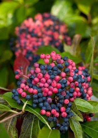 Show details for Viburnum nudum Brandywine™ #3PW Picture of Viburnum nudum Brandywine™ #3PW
