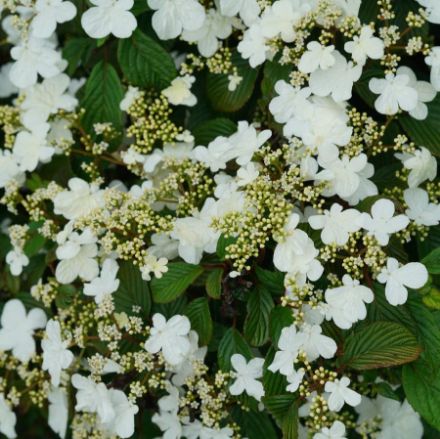 Show details for Viburnum plicatum var. tomentosum Steady Eddy® PP33899 #3PW Picture of Viburnum plicatum var. tomentosum Steady Eddy® PP33899 #3PW