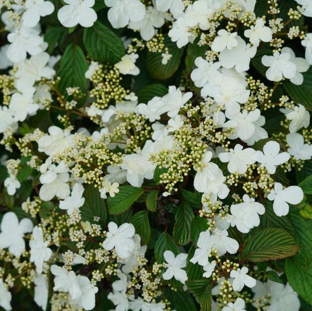 Picture of Viburnum plicatum var. tomentosum Steady Eddy® PP33899 #3PW