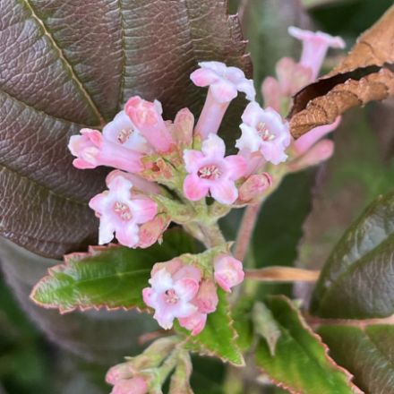 Show details for Viburnum Sweet Talker® PP33229 #3PW Picture of Viburnum Sweet Talker® PP33229 #3PW