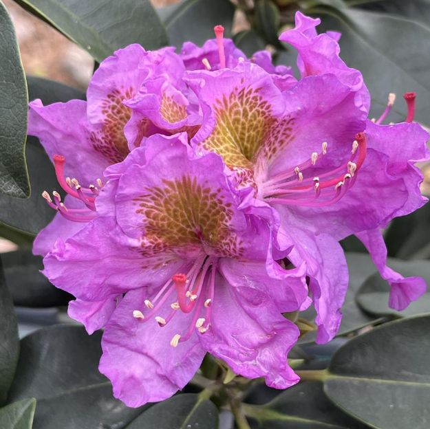 Picture of Rhododendron x Dandy Man® Purple PP26976 #3PW