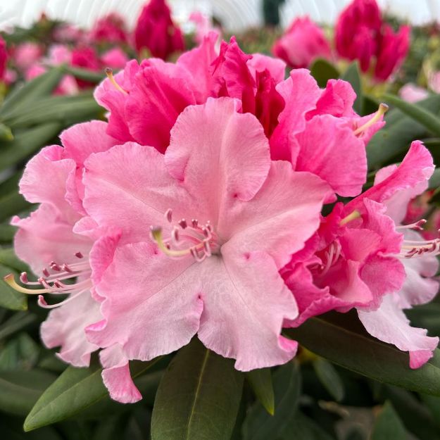 Picture of Rhododendron x Dandy Man Color Wheel® PP31150 #3PW