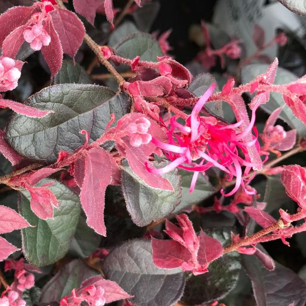 Picture of Loropetalum chinense Jazz Hands Bold® PP27748 #3PW