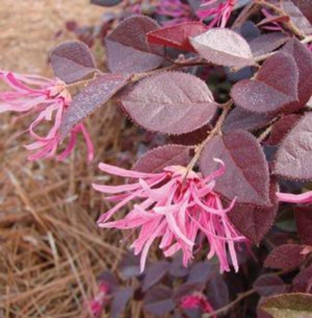 Picture of Loropetalum chinense var. rubrum Crimson Fire™ PP25534 #3FE