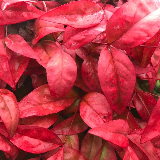 Picture of Nandina domestica Blush Pink™ PP19916 #3SL