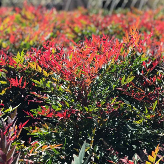 Picture of Nandina domestica Obsession™ PP21891 #3SL