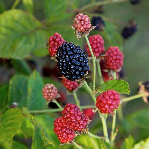 Picture of Rubus Bushel and Berry® Baby Cakes® PP27032 #2BB