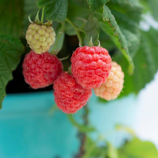 Picture of Rubus Bushel and Berry® Raspberry Shortcake® PP22141 #2BB