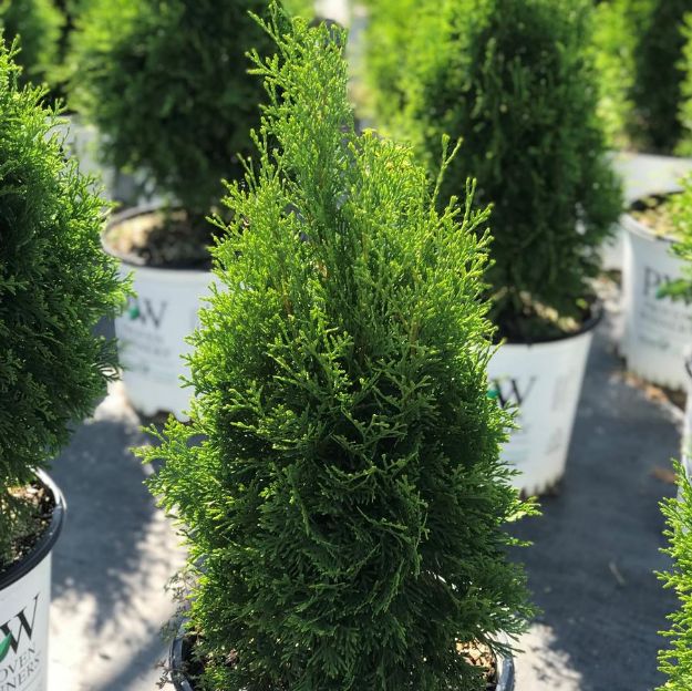 Picture of Thuja occidentalis North Pole® PP22174 #3PW