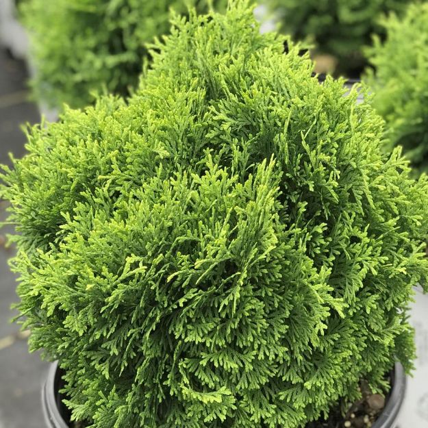 Picture of Thuja occidentalis Tater Tot® PP30761 #3PW