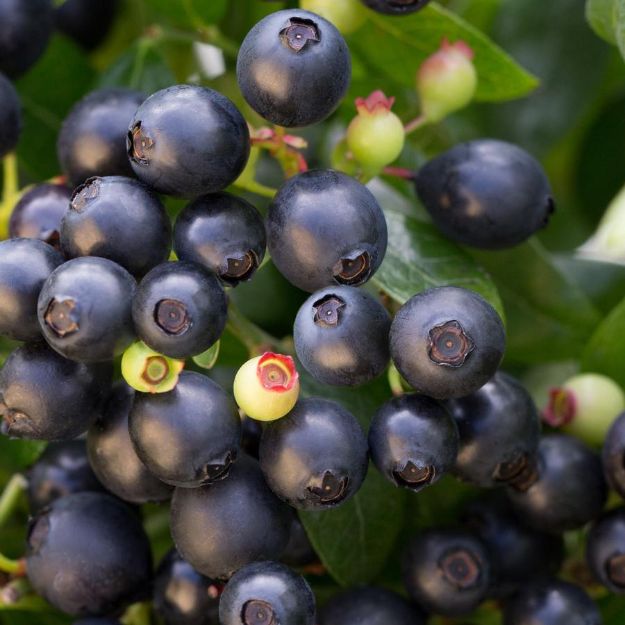 Picture of Vaccinium Bushel and Berry® BerryBux® PP25467 #2BB