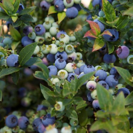 Show details for Vaccinium Bushel and Berry® Jelly Bean® PP24662 #2BB Picture of Vaccinium Bushel and Berry® Jelly Bean® PP24662 #2BB