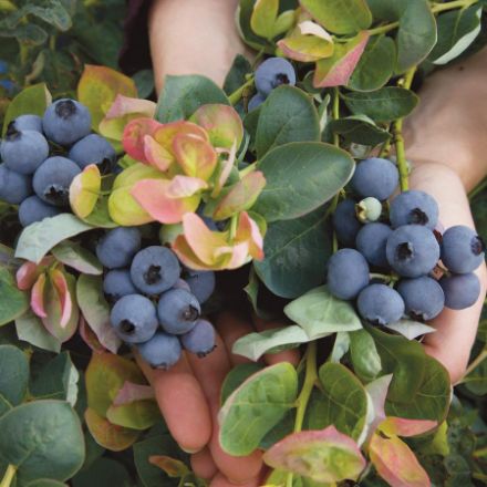 Show details for Vaccinium Bushel and Berry® Peach Sorbet® PP23325 #2BB Picture of Vaccinium Bushel and Berry® Peach Sorbet® PP23325 #2BB