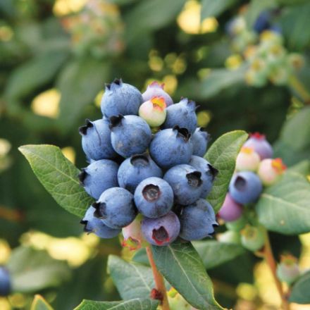 Show details for Vaccinium Bushel and Berry® Perpetua® PP24209 #2BB Picture of Vaccinium Bushel and Berry® Perpetua® PP24209 #2BB