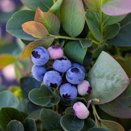 Show details for Vaccinium Bushel and Berry® Silver Dollar® PP32184 #2BB Picture of Vaccinium Bushel and Berry® Silver Dollar® PP32184 #2BB