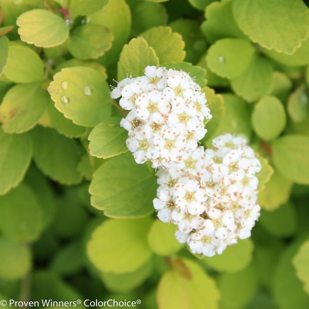 Picture of Spiraea betulifolia Glow Girl® #3PW
