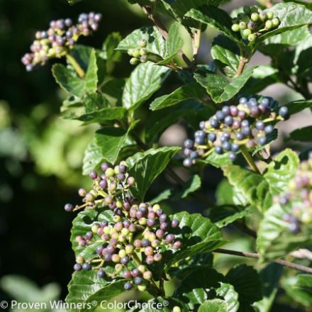 Show details for Viburnum dentatum var. deamii Glitters & Glows® #3PW Picture of Viburnum dentatum var. deamii Glitters & Glows® #3PW