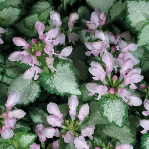 Picture of Lamium maculatum 'Pink Chablis' PP17925 #4QPW