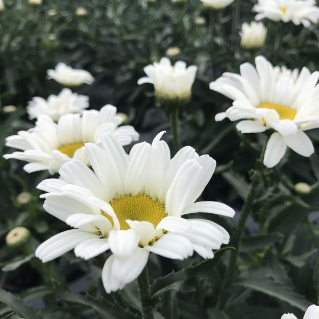 Picture of Leucanthemum superbum Daisy May® PP21914 #4QPW