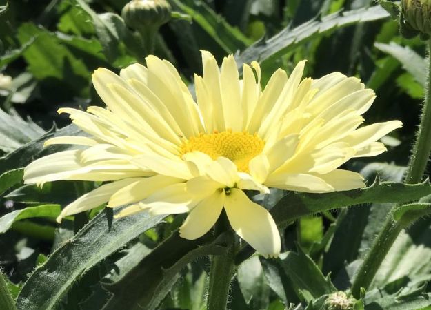 Picture of Leucanthemum superbum 'Banana Cream II' PP33851 #4QPW