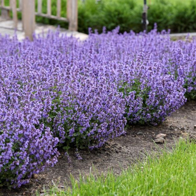 Picture of Nepeta 'Cat's Pajamas' PP31127 #4QPW
