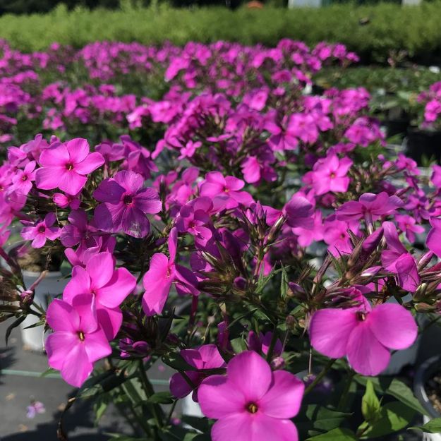 Picture of Phlox 'Cloudburst' PP30289 #4QPW