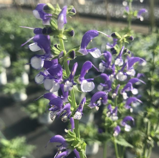 Picture of Salvia Color Spires® 'Azure Snow' PP30534 #4QPW