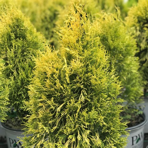 Picture of Thuja plicata Fluffy® PP30762 #3PW
