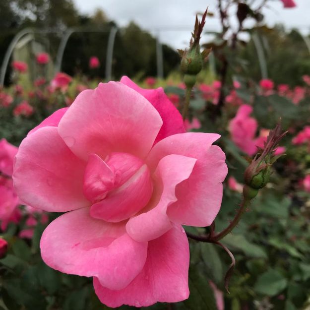Picture of Rose Pink Knock Out® PP15070 #3KO
