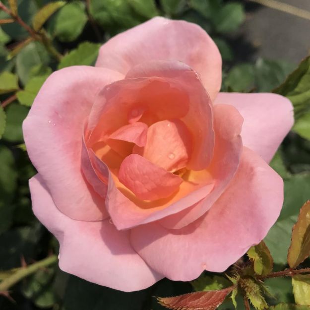 Picture of Rose Peachy Knock Out® PP25628 #3KO