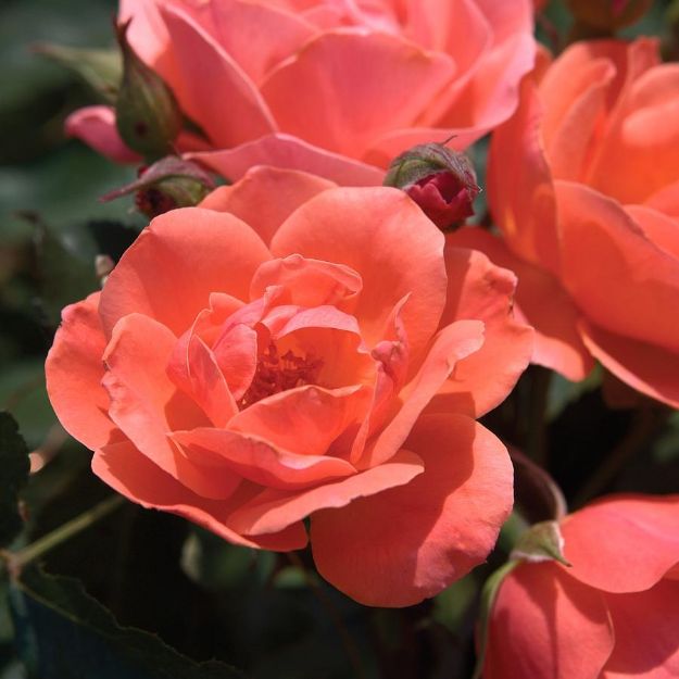 Picture of Rose Coral Knock Out® PP19803 #3KO