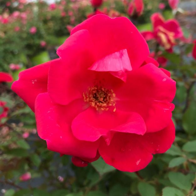 Picture of Rose Knock Out® PP11836 #3KO