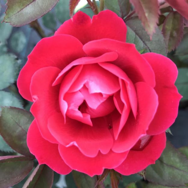 Picture of Rose Double Knock Out® PP16202 #3KO