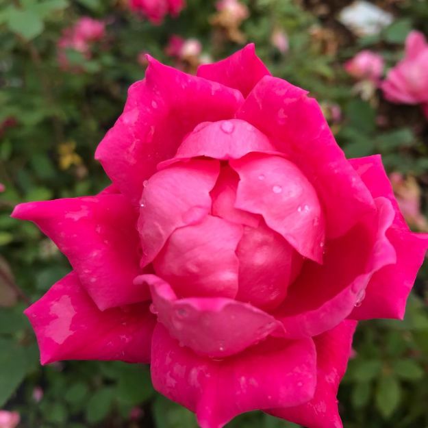 Picture of Rose Pink Double Knock Out® PP18507 #3KO