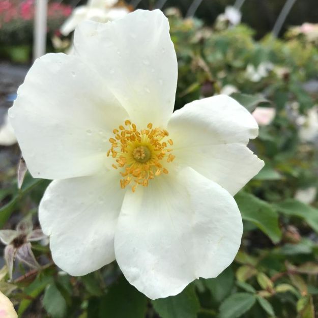 Picture of Rose White Knock Out® PP20273 #3KO