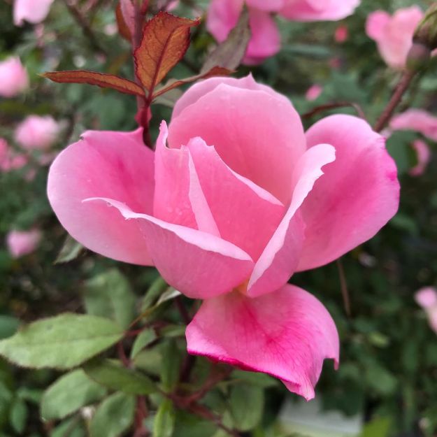 Picture of Rose Blushing Knock Out® PP14700 #3KO