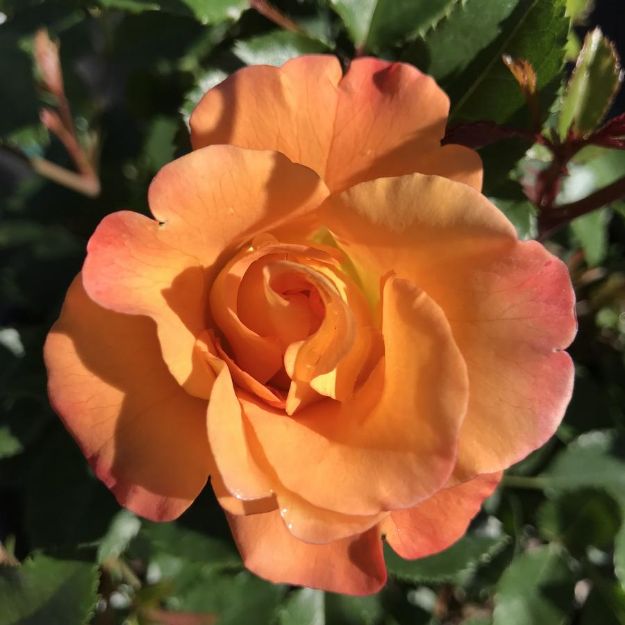 Picture of Rose Shrub Sunorita® PP31005 #3PW